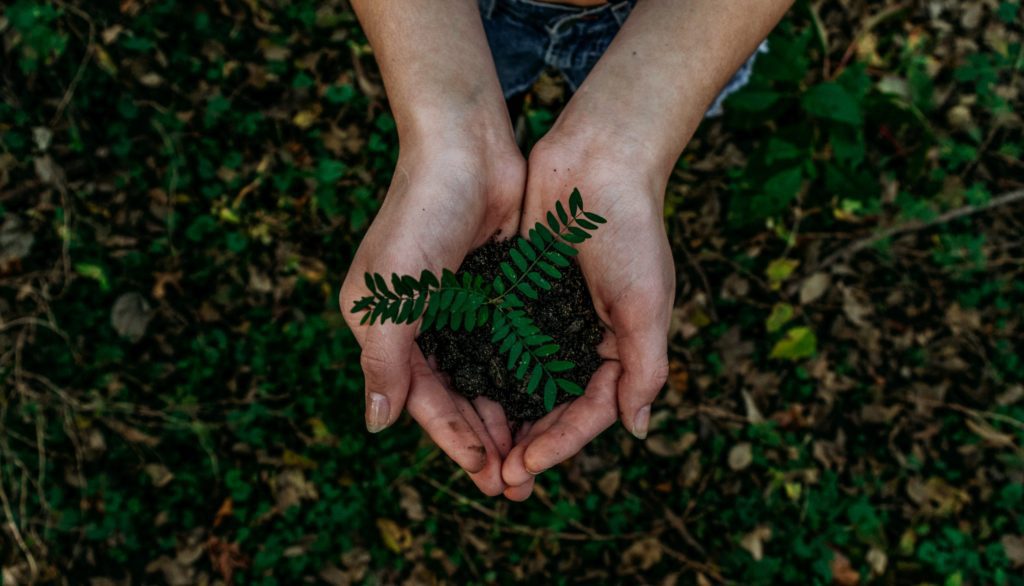Essa imagem mostra, ao fundo, terra com folhas por cima, e na frente, uma mão segurando uma muda de uma planta.