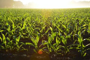 Automação na agricultura e no agronegócio: representação de plantação feita com agricultura de precisão.